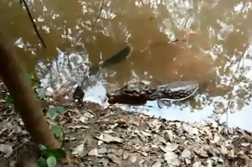 What happens when an alligator tries to eat an electric eel